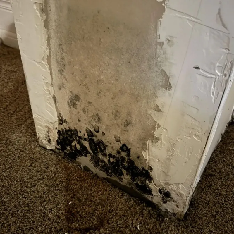 Professional Mold Removal in Liberty, MO